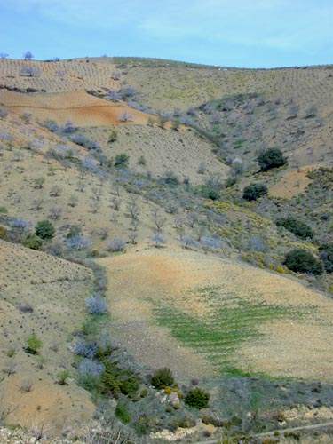 Alpujarras Hillside. Photo by Jo Halpin Jones