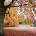 Sandringham Autumn