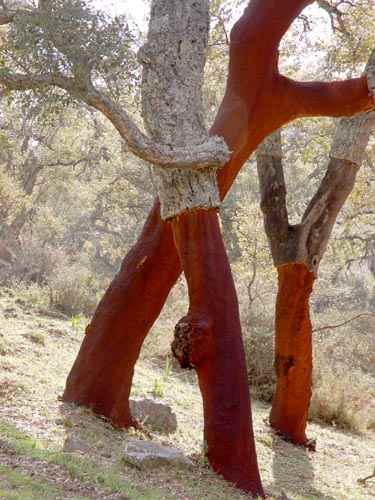 Cork Trees. Photo by Jo Halpin Jones