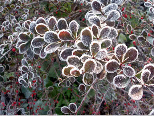 Frosted Cotoneaster. Photo by Jo Halpin Jones