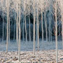 Frosty Poplars, Spain