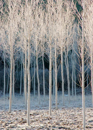 Frosty Poplars, Spain. Photo by Jo Halpin Jones