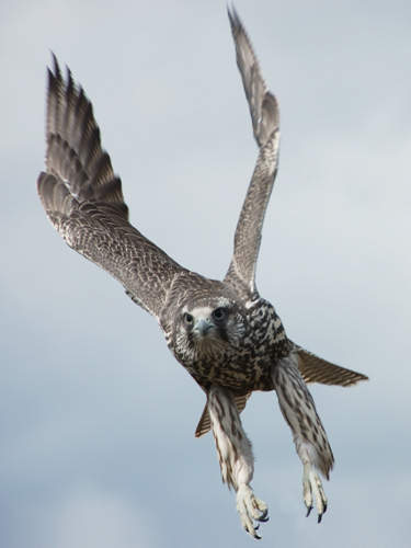Gyr Falcon. Photo by Jo Halpin Jones