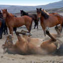 Icelandic Horses