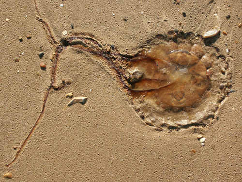 Jellyfish. Photo by Jo Halpin Jones