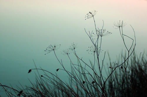 Bank Of Lac Du Sidi Bourhaba. Photo by Jo Halpin Jones