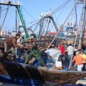 Unloading fish, Essaouira