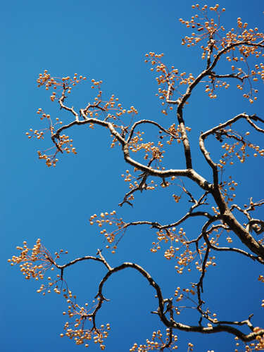 Rowan Berries. Photo by Jo Halpin Jones