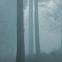 Sandringham Woods