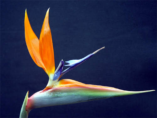 Strelitzia. Photo by Jo Halpin Jones