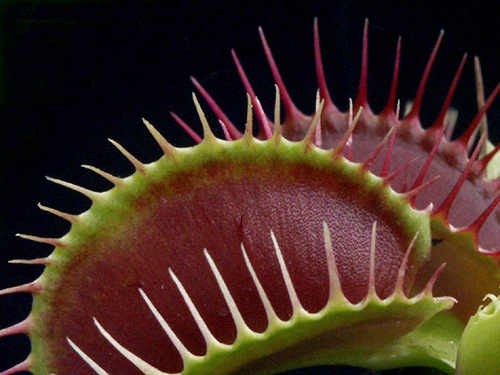 Venus Flytrap. Photo by Jo Halpin Jones